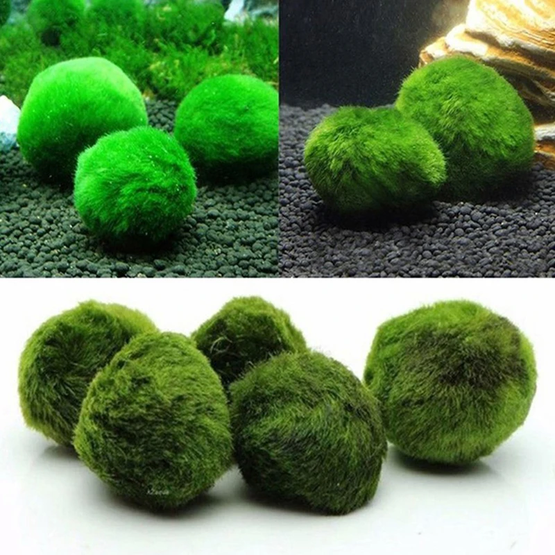 Aquarium Planted Tank Substrate - ลูกบอลมอส 1 ชิ้น ขนาด 3-4 ซม.