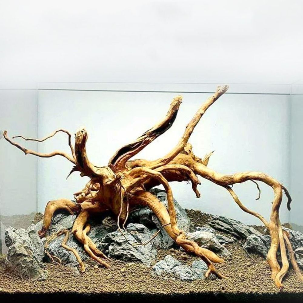 Planted Aquarium Bowl - ไม้ลอยน้ำขนาดใหญ่ 20-25 ซม. สำหรับตกแต่งตู้ปลา ต้นไม้จำลอง ตกแต่งตู้ปลา