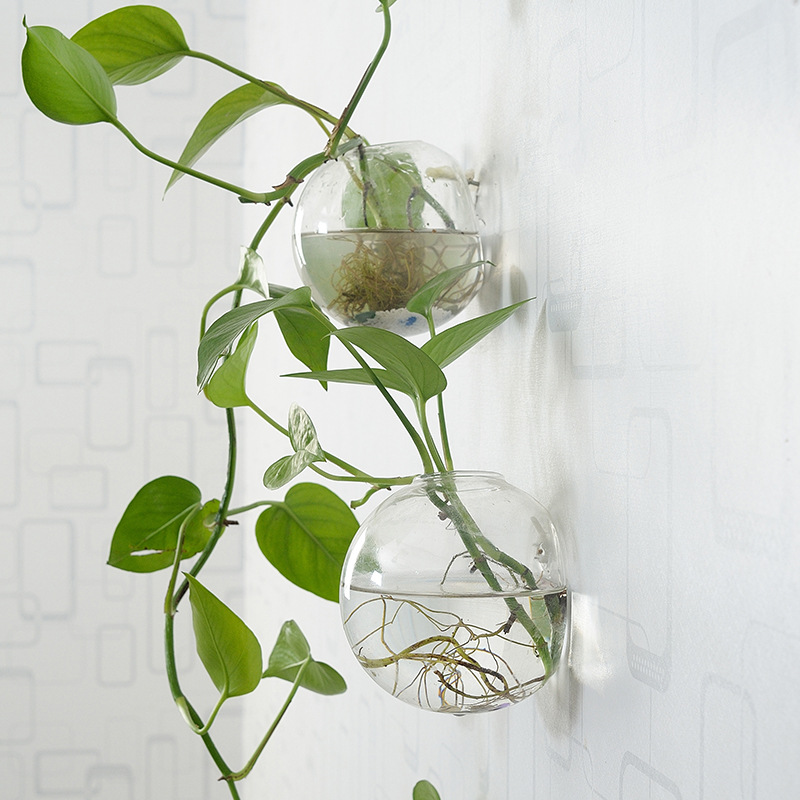 ตู้ปลาอะคริลิคแขวนผนัง แจกันอะ - Planted Aquarium Bowl บทวิจารณ์และราคา