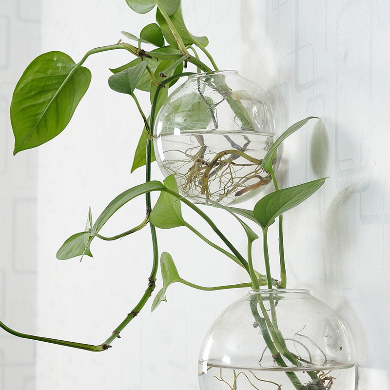 ตู้ปลาอะคริลิคแขวนผนัง แจกันอะ - Planted Aquarium Bowl บทวิจารณ์และราคา