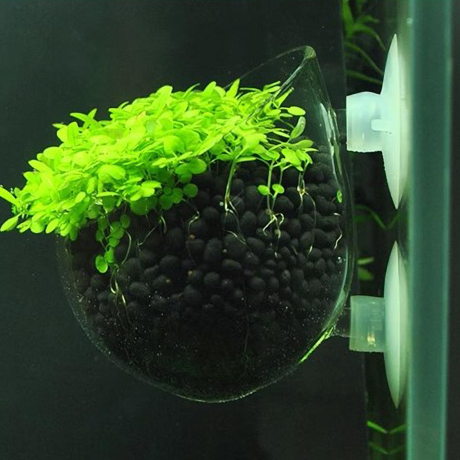 กระถางแก้วสำหรับปลูกต้นไม้ในตู - Aquarium Planted Tank Substrate บทวิจารณ์และราคา