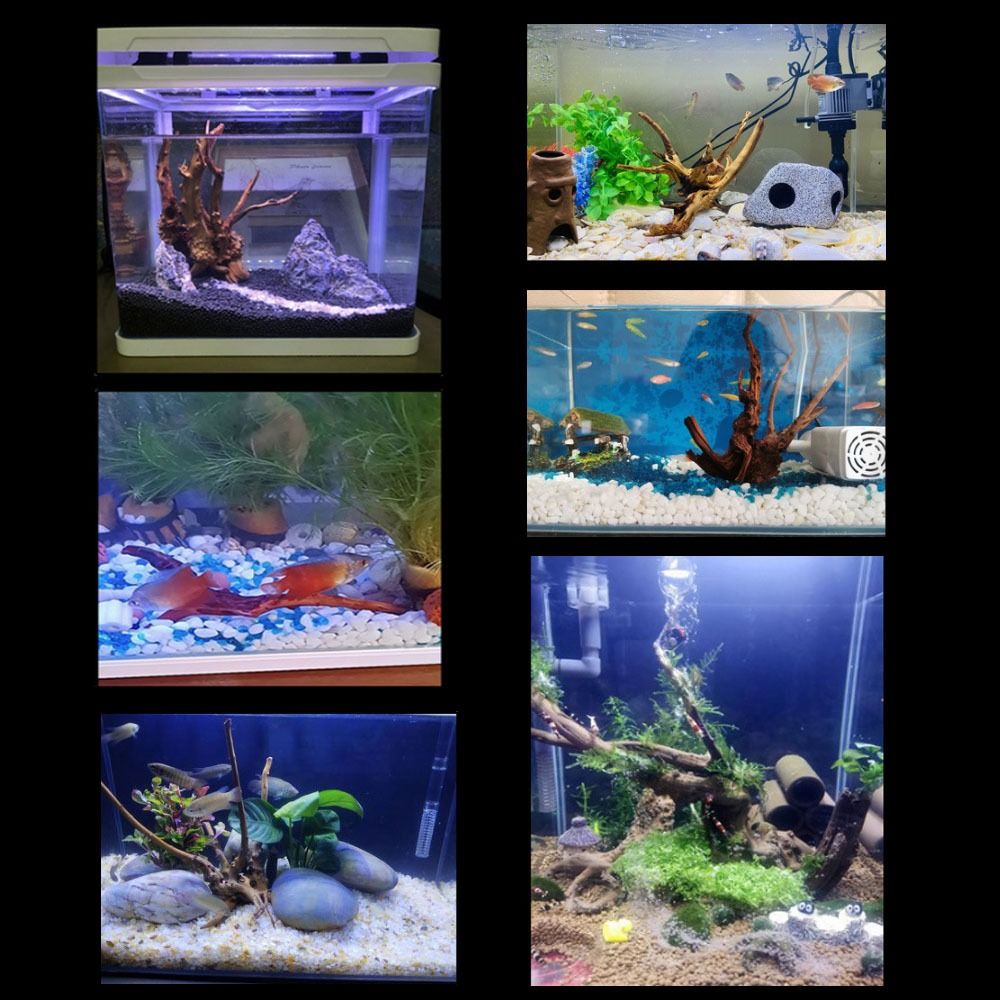 ไม้ลอยน้ำขนาดใหญ่ 20-25 ซม. สำ - Planted Aquarium Bowl บทวิจารณ์และราคา