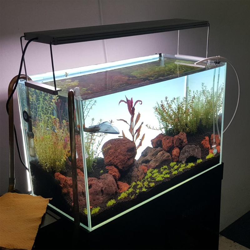 ไฟ LED สีขาวสำหรับตู้ปลาขนาด 6 - Planted Aquarium Best Fish บทวิจารณ์และราคา