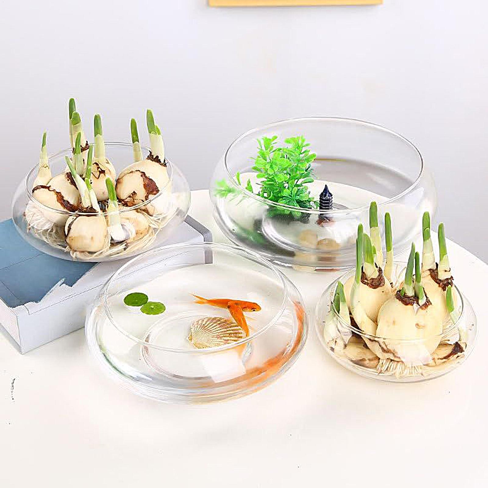 ชามแก้วสำหรับปลา ชามแก้วขนาดให - Planted Aquarium Bowl บทวิจารณ์และราคา