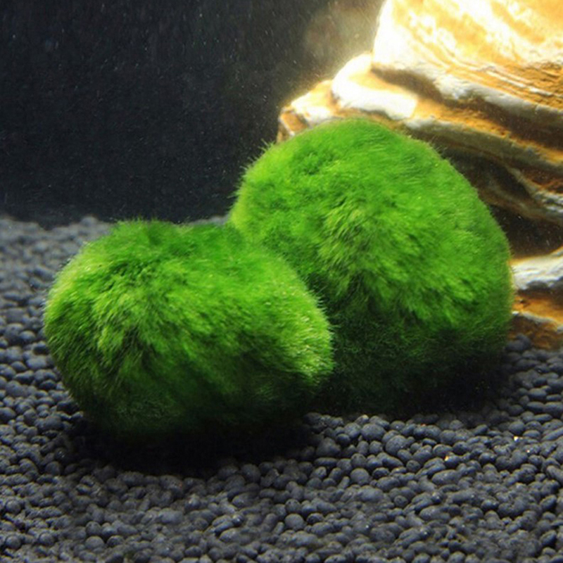 มอสบอลมาริโมสด ขนาด 3-4 ซม. สา - Aquarium Planted Tank Substrate บทวิจารณ์และราคา