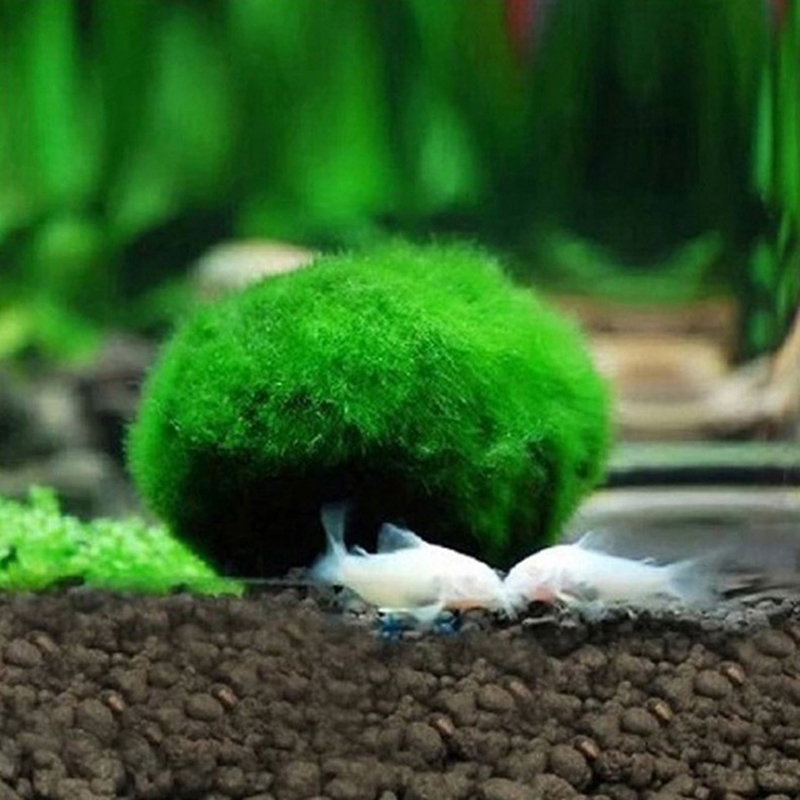 มอสบอลมาริโมสด ขนาด 3-4 ซม. สา - Aquarium Planted Tank Substrate บทวิจารณ์และราคา